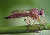 Asilidae Clephydroneura Becker 